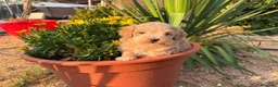 Maltipoo perros en venta: Maltipoo macho infórmate sin compromiso  - Anuncio 5