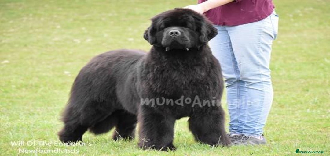 Imagen de galería {{count}}