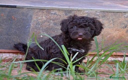 Perro de Agua Español perros en venta: Cachorras hembras de perro de agua español - Imagen 4