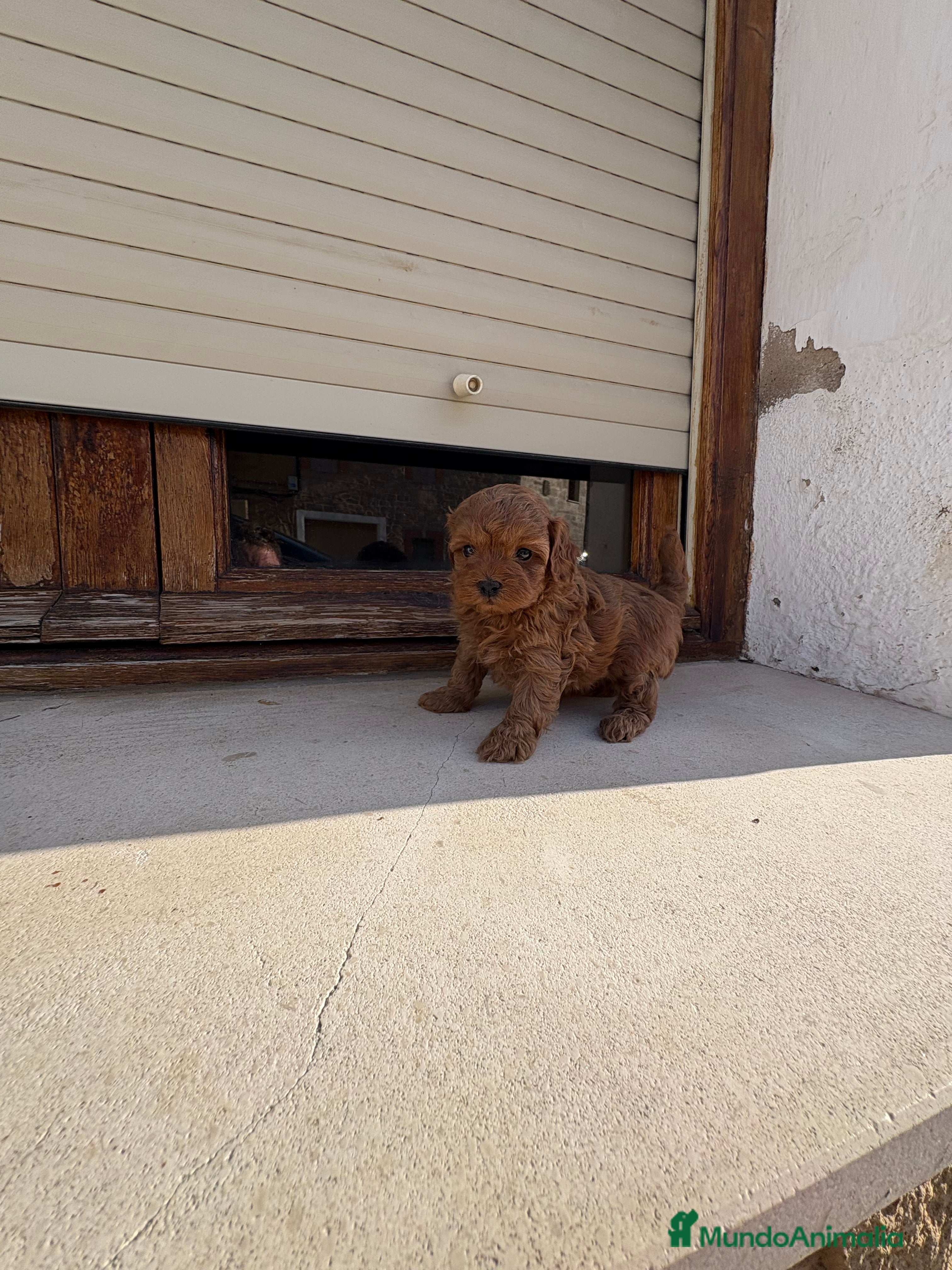 Caniche Toy perros Caniche rojo - Anuncio 23