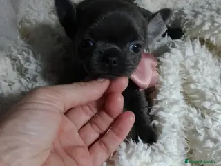 Chihuahua perros ‼️‼️Chihuahuas muy cariñosos tamaño mini - Anuncio 3