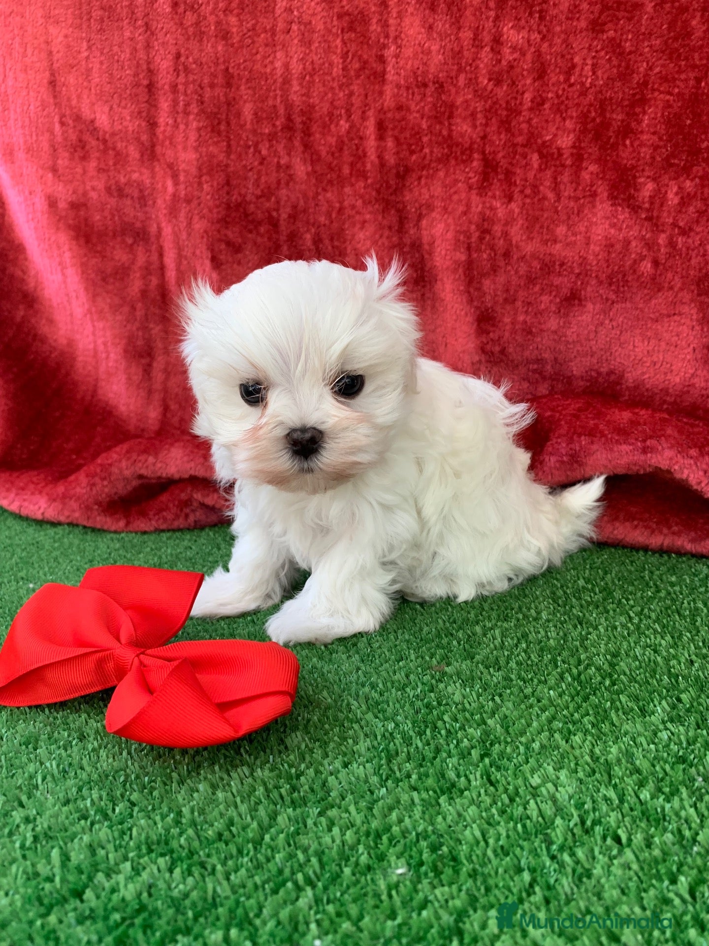 Bichón Maltés perros en venta: Bichon Maltes cachorros  - Anuncio 2
