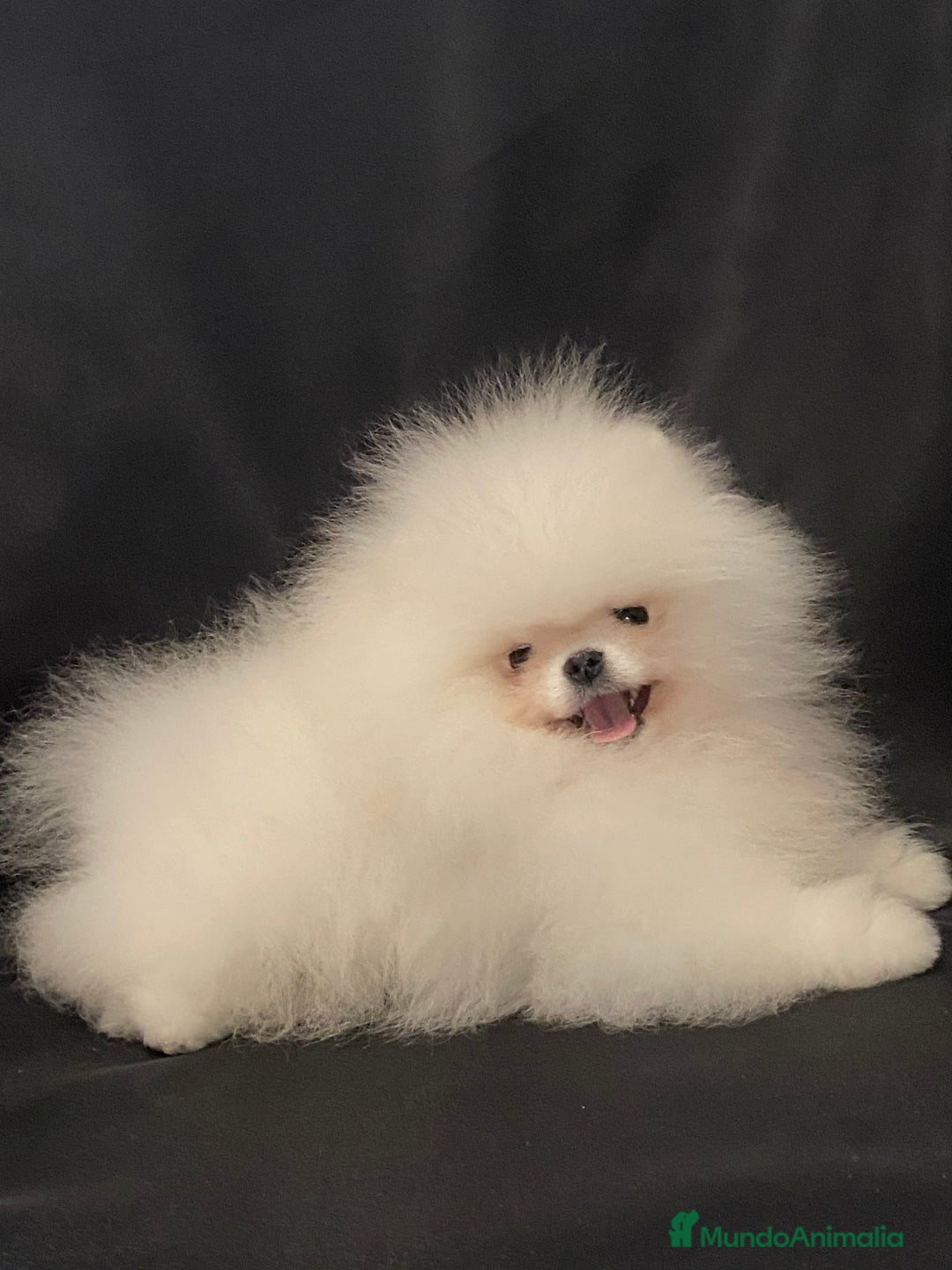 Pomerania perros en venta: Pomerania hembra mini - Anuncio 2
