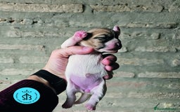 Jack Russell Terrier perros en venta: Jack Russell Terrier de Pelo Broken con Pedigree - Imagen 9