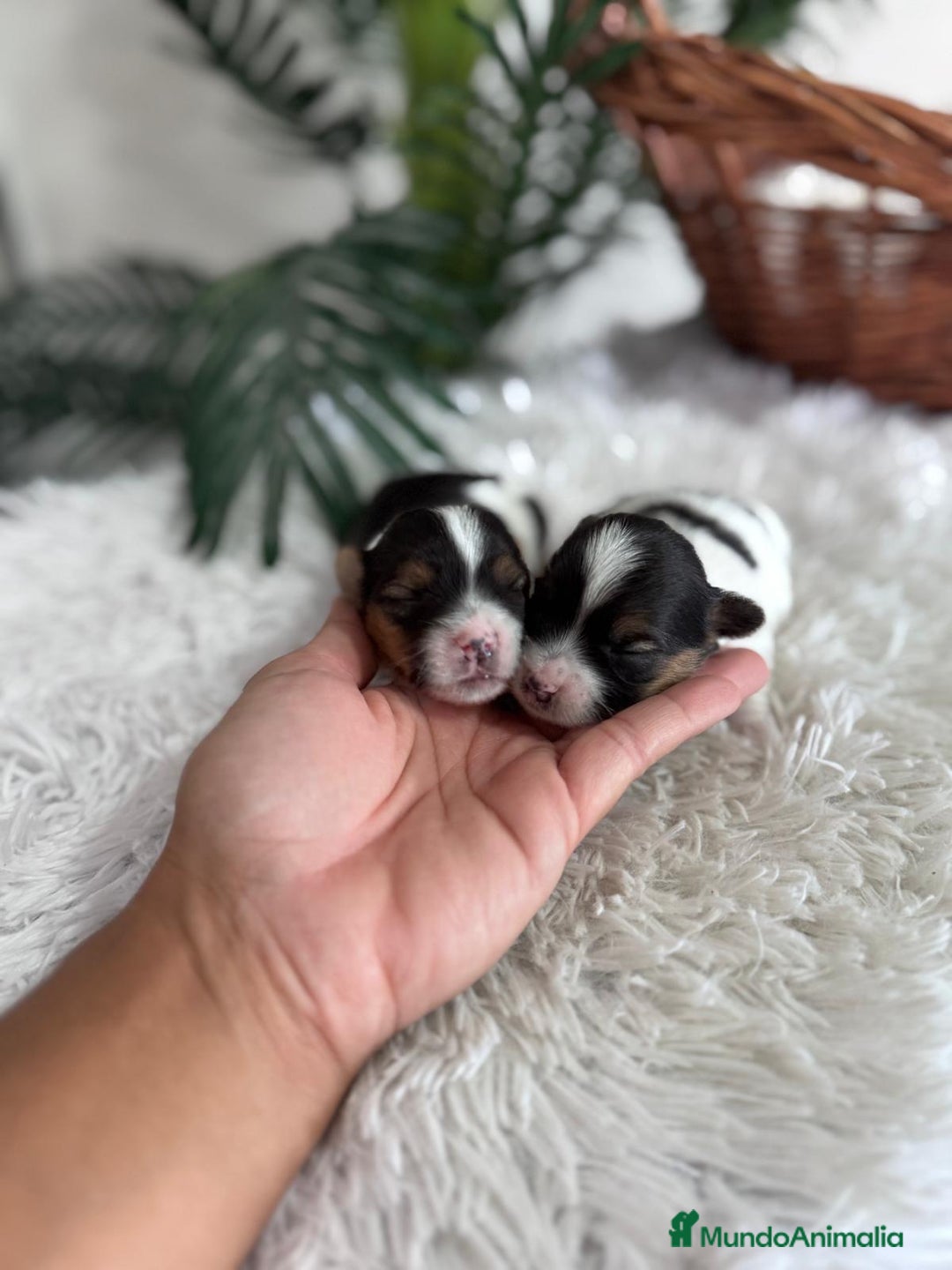 Yorkshire Terrier perros en venta: YORKSHIRE BIEWER - Anuncio 5