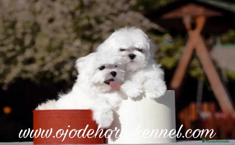 Bichón Maltés perros - Anuncio 1