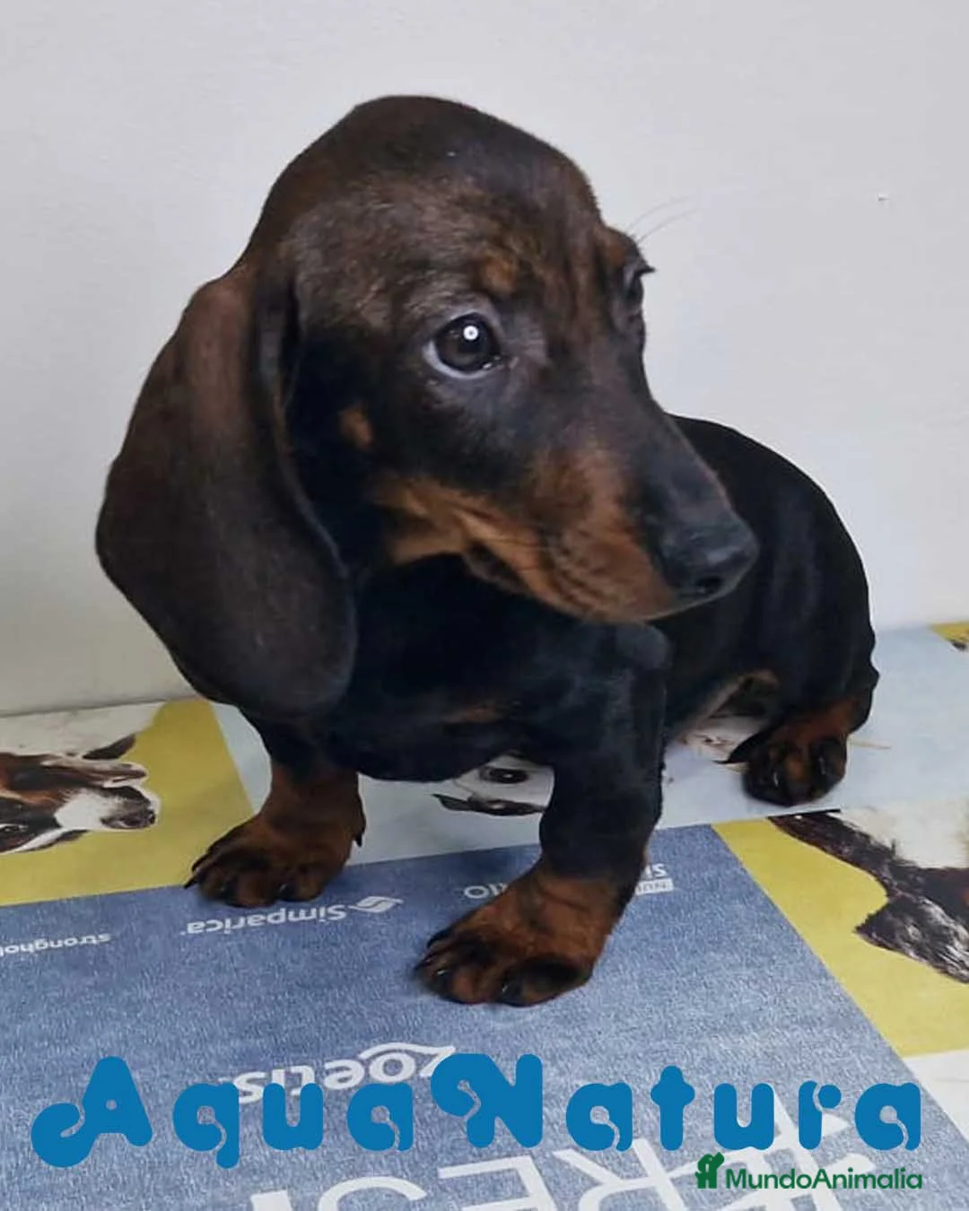 Teckel perros en venta: Teckel Hembra 9966 - AQUANATURA en Barcelona - Anuncio 5