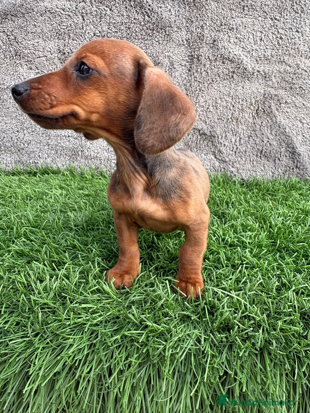 Teckel Miniatura perros en venta: Macho de Teckel Kaninchen Merle chocolate diluido - Anuncio 9