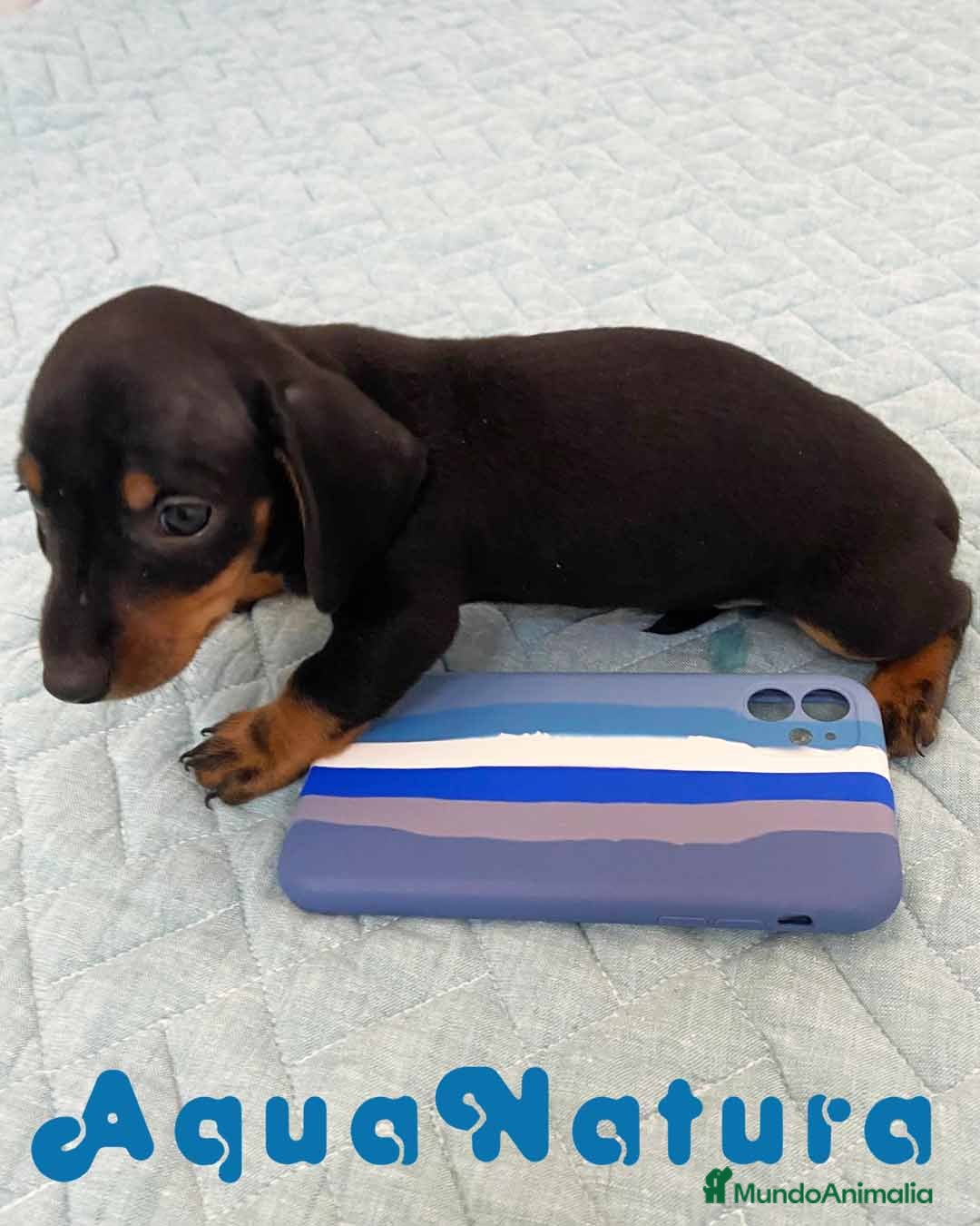 Teckel perros Teckel Macho de Tria y Tilo - AQUANATURA en Barcelona - Anuncio 24