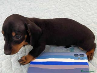 Teckel perros Teckel Macho de Tria y Tilo - AQUANATURA en Barcelona - Anuncio 24