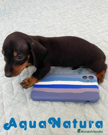 Teckel perros en Barcelona - Anuncio 6