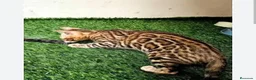 Bengalí gatos en venta: BENGALI - Anuncio 3