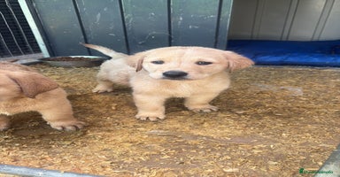 Labrador Retriever perros - Anuncio 12