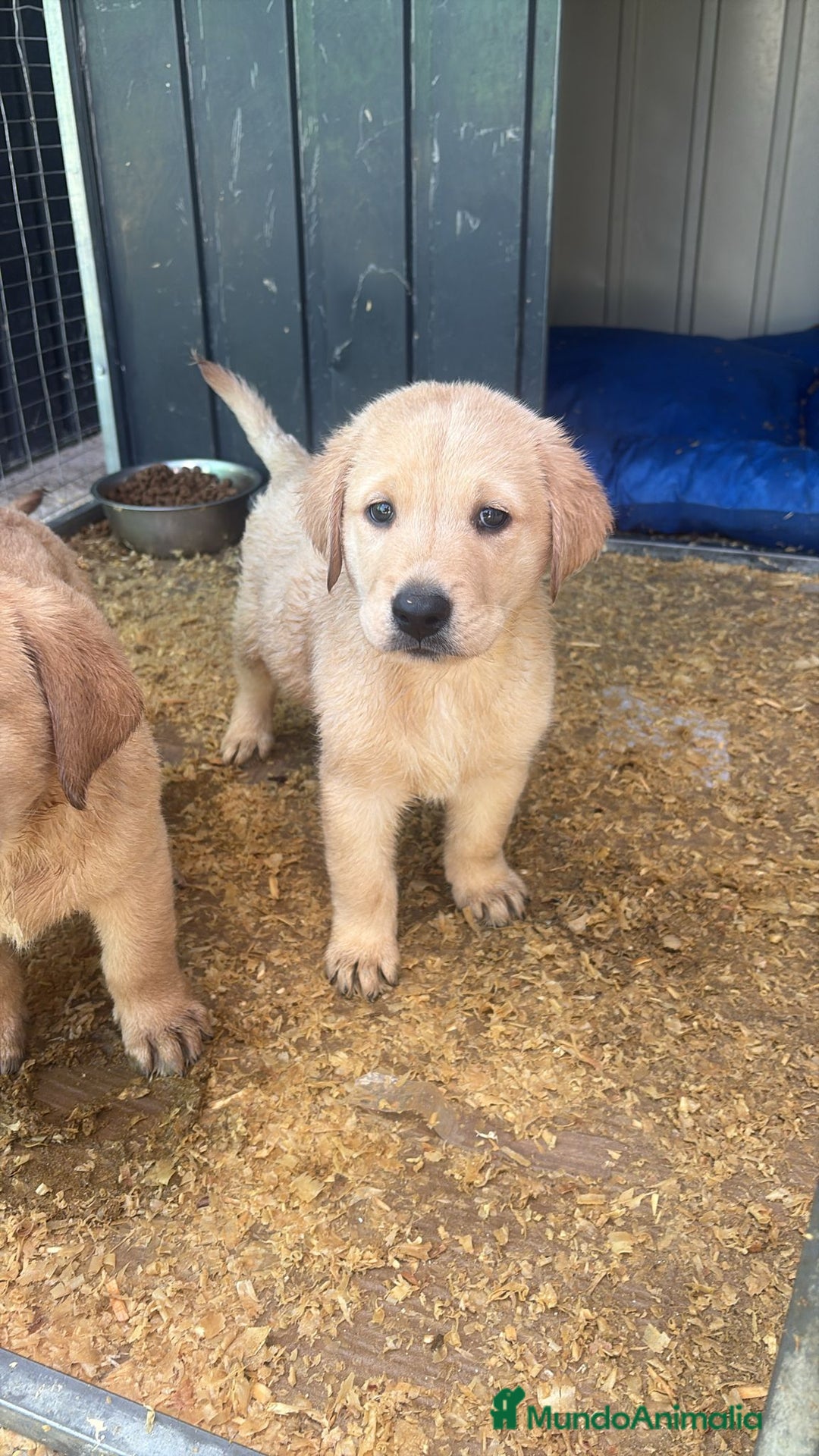 Labrador Retriever perros en venta: Labrador retriever  - Imagen 3