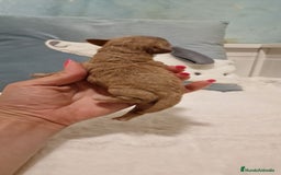 Caniche Toy perros en venta: Hembra y machos caniche toy  - Imagen 6