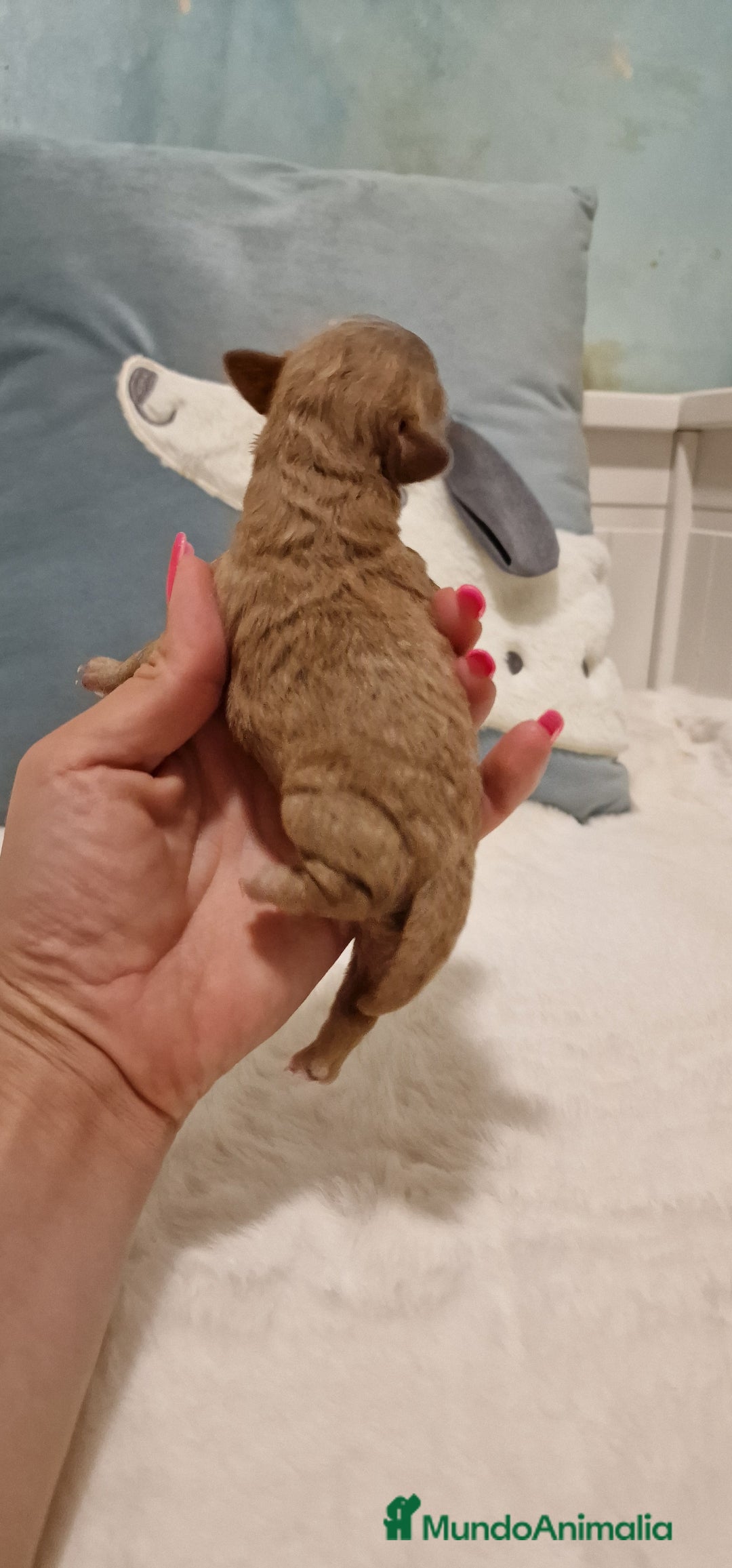 Caniche Toy perros en venta: Hembra y machos caniche toy  - Imagen 6