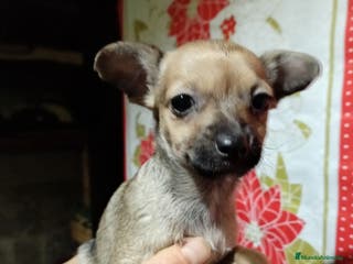 Raza Mixta perros Cruce ratón de Praga con chihuahua - Anuncio 1