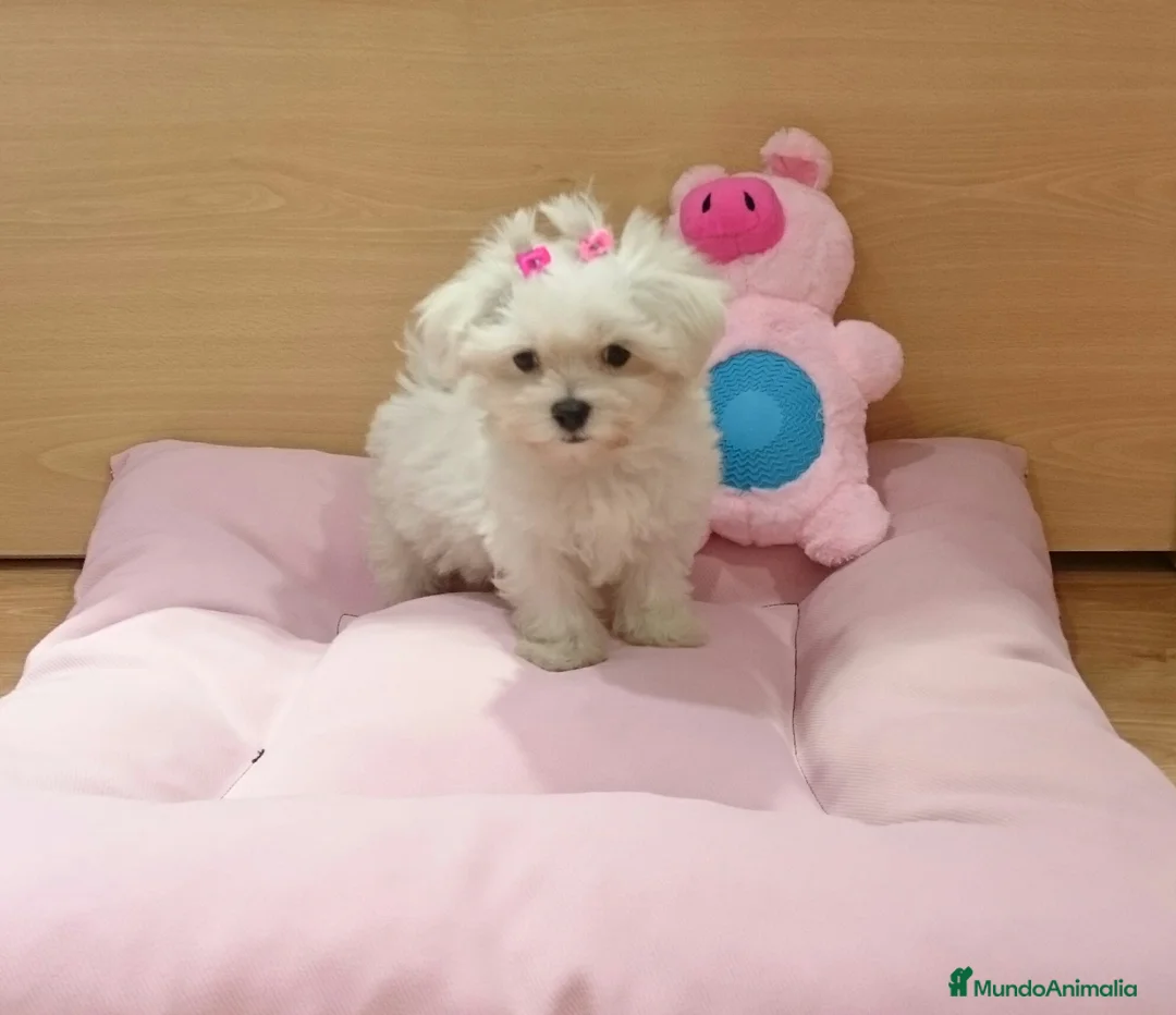 Bichón Maltés perros en venta: Bichón Maltés  en Barcelona - Anuncio 4