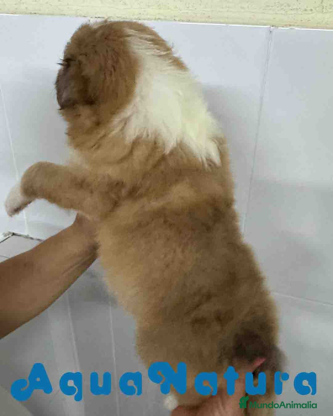 Perro Pastor de las Shetland perros en venta: Pastor de Shetland Hembra de Nana AQUANATURA - Anuncio 3