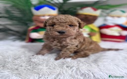 Caniche Toy perros en venta: CANICHE TOY - Anuncio 4