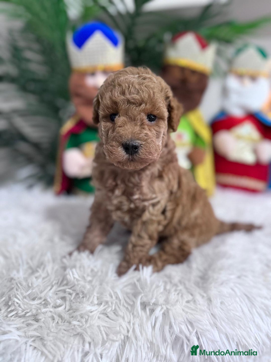 Caniche Toy perros en venta: CANICHE TOY - Anuncio 4