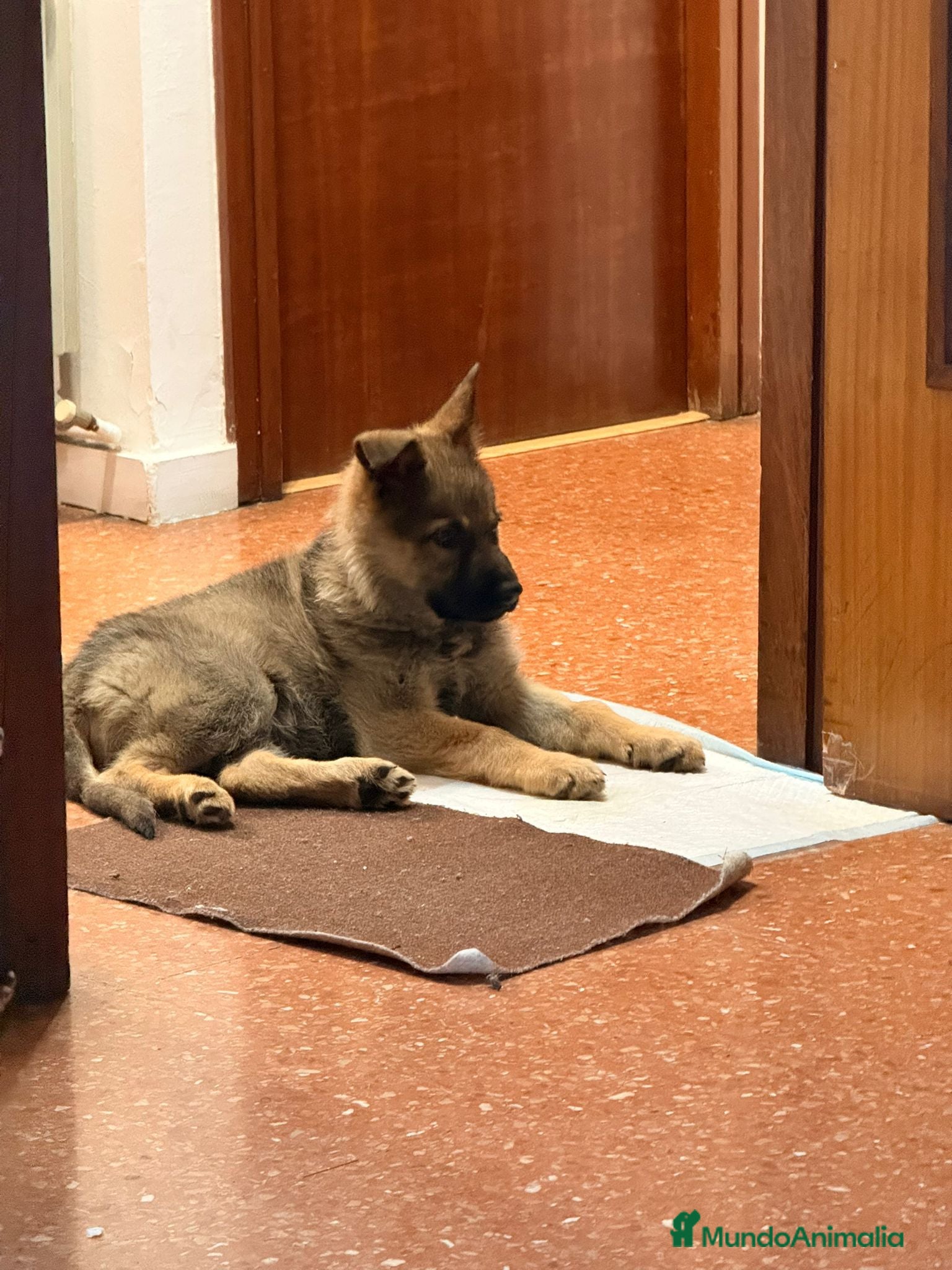 Pastor Alemán perros Pastor alemán 6 meses - Anuncio 4