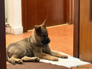 Pastor Alemán perros Pastor alemán 6 meses - Anuncio 4