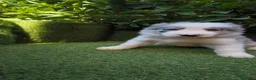 Border Collie perros en venta: border collie blue merle y blanco y negro - Anuncio 5