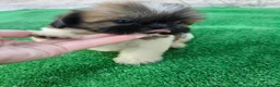 Shih Tzu perros en venta: shih tzu - Anuncio 4