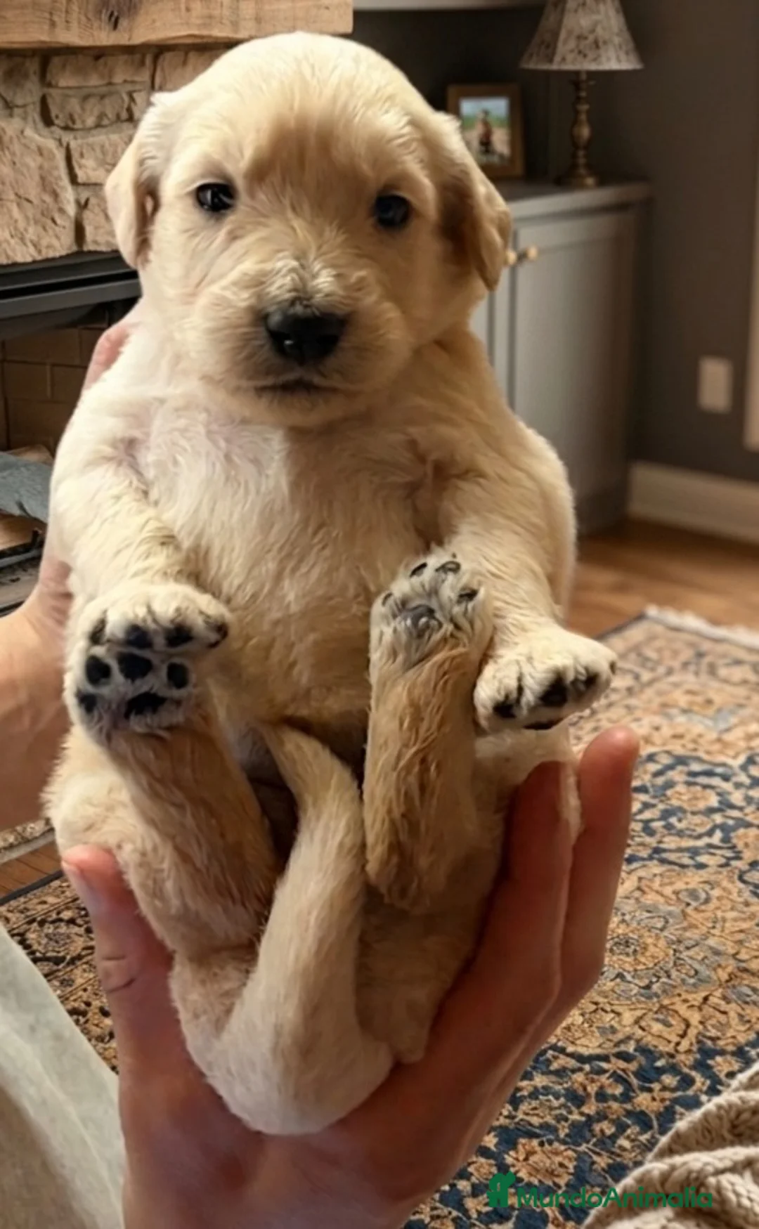 Goldendoodle perros en venta: Goldendoodle f1 - Anuncio 8