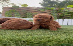 Caniche Toy perros en venta: CANICHE TOY - Imagen 12
