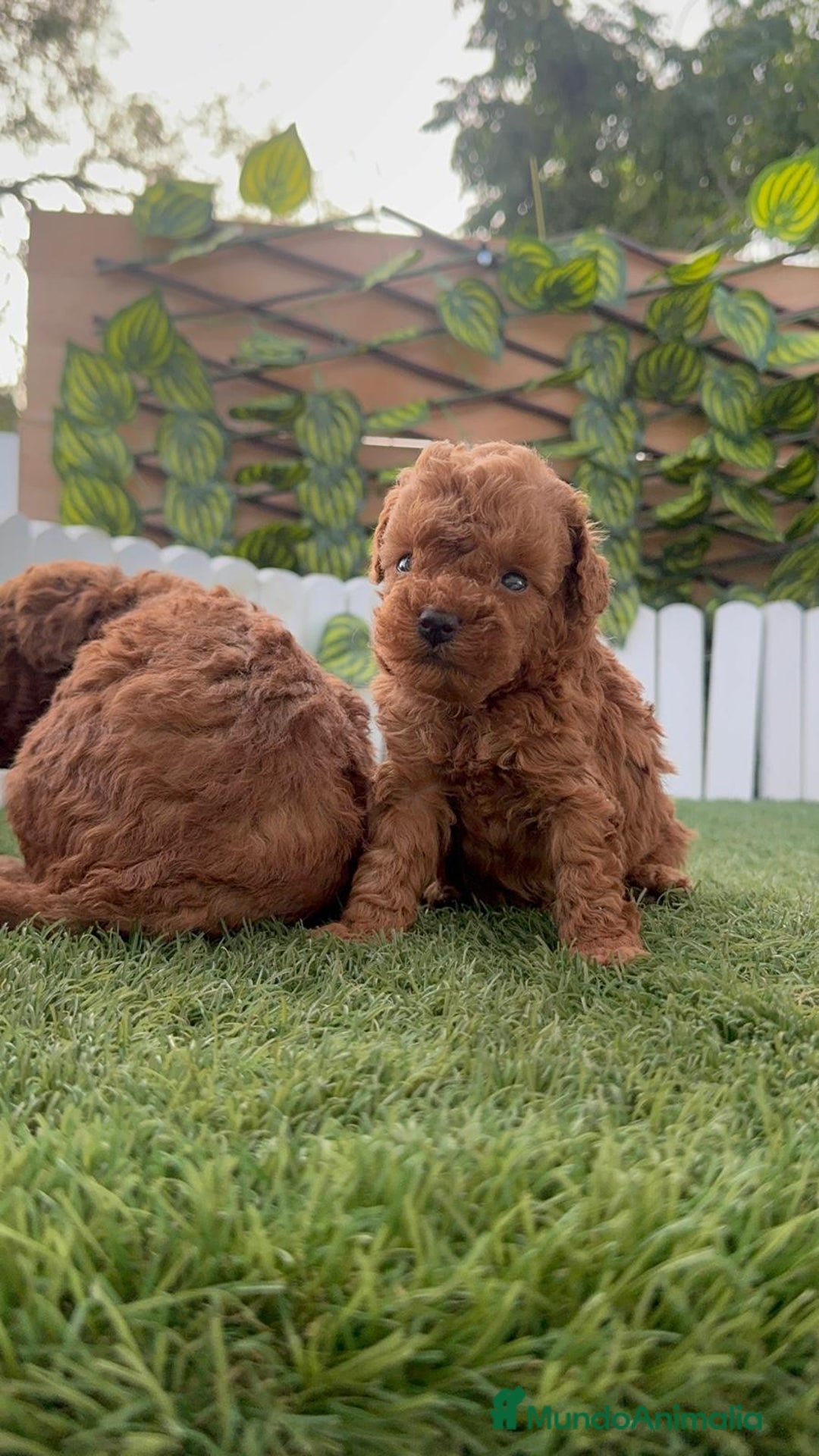 Caniche Toy perros en venta: CANICHE TOY - Imagen 12