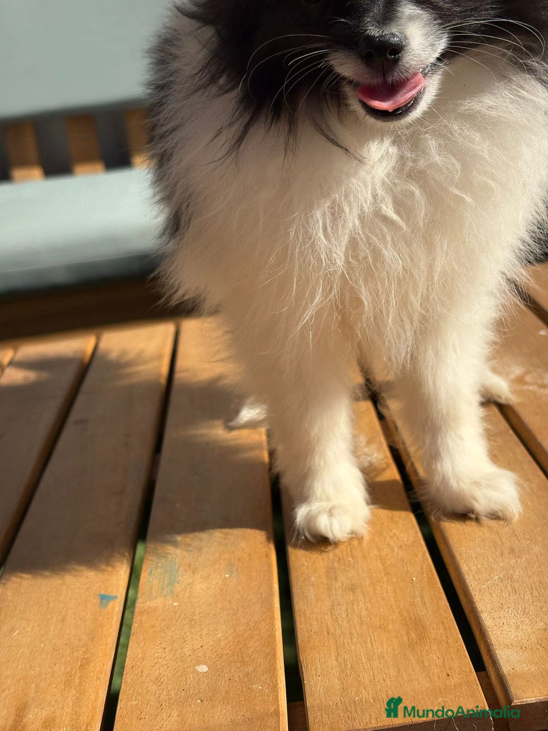 Pomerania perros en venta: Lulu pomerania MICRO  - Imagen 4