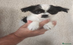 Raza Mixta perros en venta: Maltichi (Bichón maltes y chihuahua)  - Imagen 1