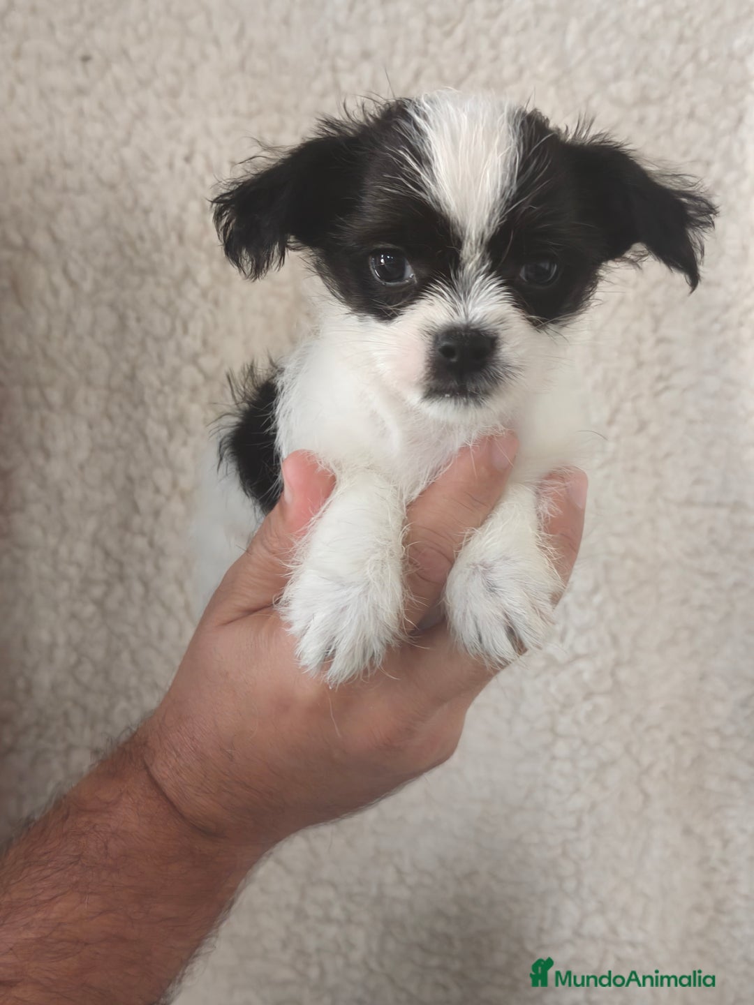 Raza Mixta perros en venta: Maltichi (Bichón maltes y chihuahua)  - Imagen 1