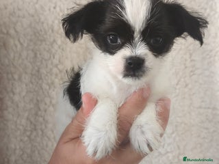 Raza Mixta perros - Anuncio 2