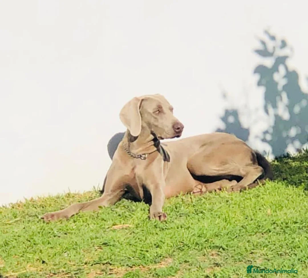 Weimaraner perros en venta: CACHORRO DE BRACO DE WEIMAR - Anuncio 1