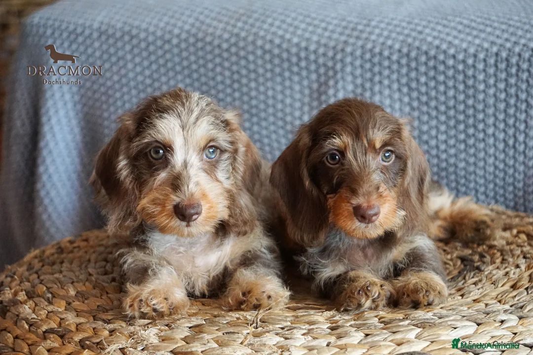 Imagen de galería {{count}}