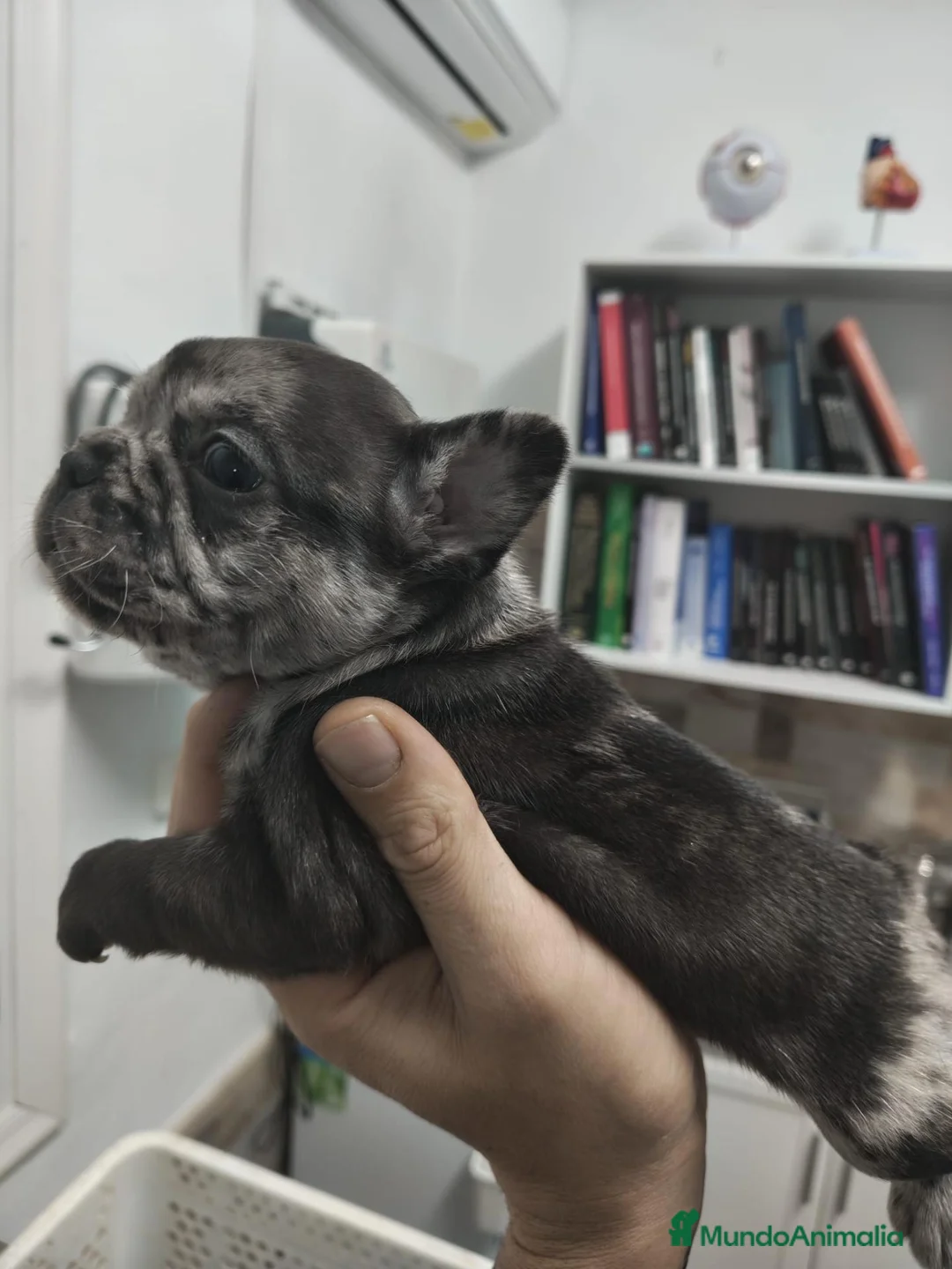 Bulldog Francés perros en venta: Bulldog francés  - Anuncio 2