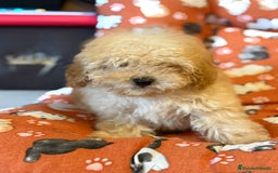 Caniche Toy perros en venta: Último caniche toy apricot  - Anuncio 4