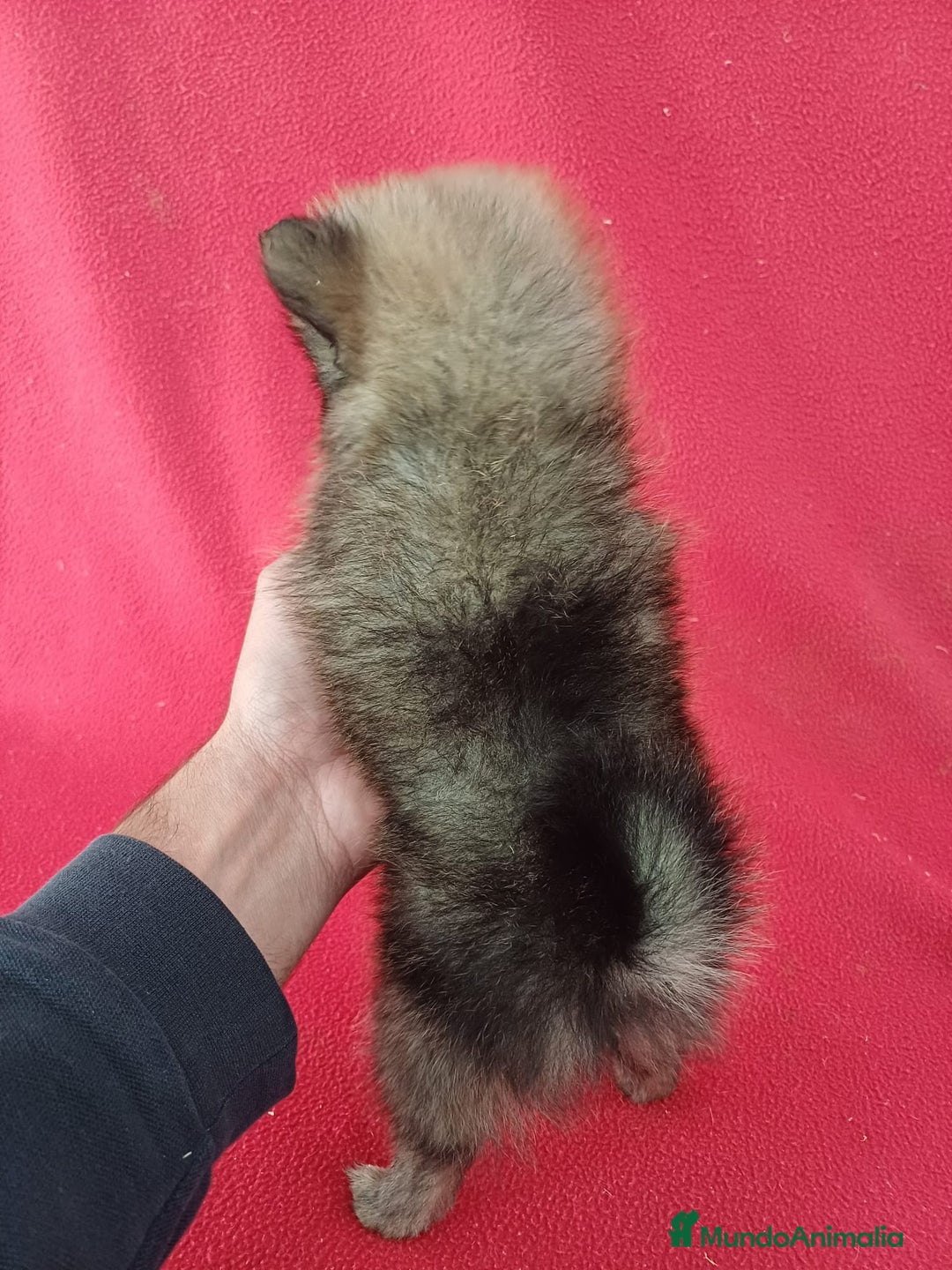 Pomerania perros en venta: Pomerania Standar  - Imagen 3