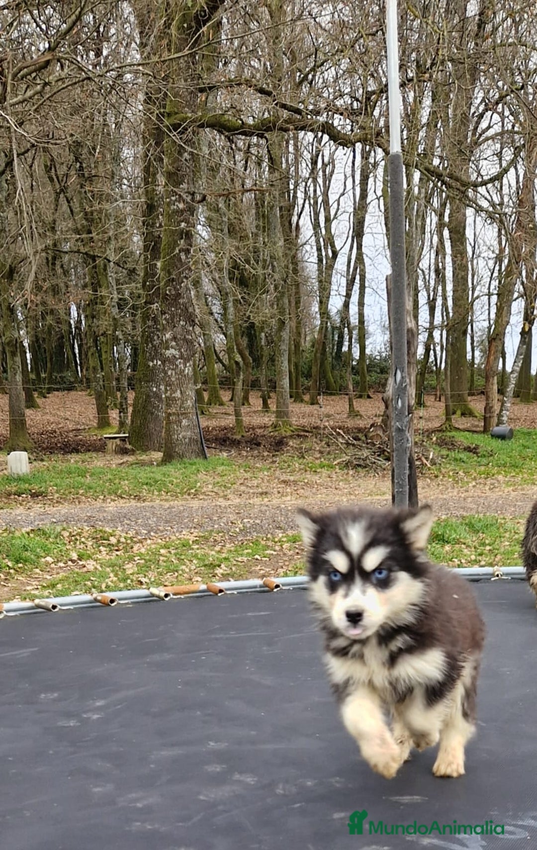 Husky Siberiano perros en venta: Preciosas hembras husky siberiano  - Anuncio 2