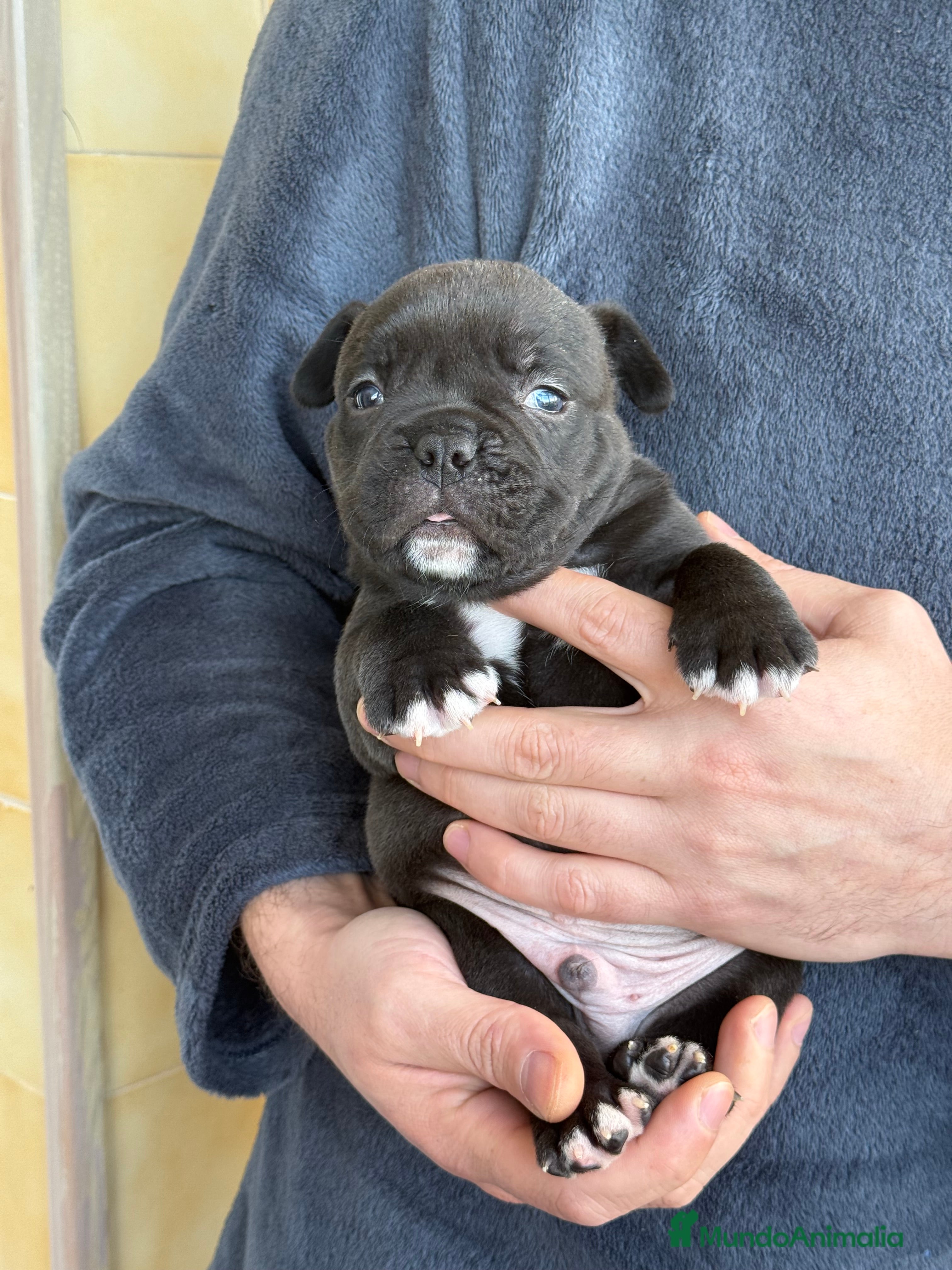 American Bully perros American Bully  - Anuncio 1