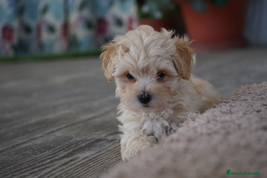 Maltipoo perros en venta: 🐾 Snow, Manolo, Jacinto y Paco Maltipoo 🐾 - Imagen 7