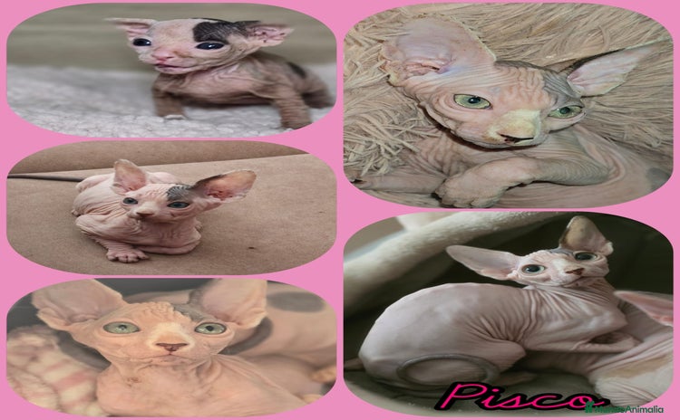 Sphynx gatos - Anuncio 1