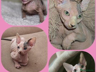 Sphynx gatos - Anuncio 6