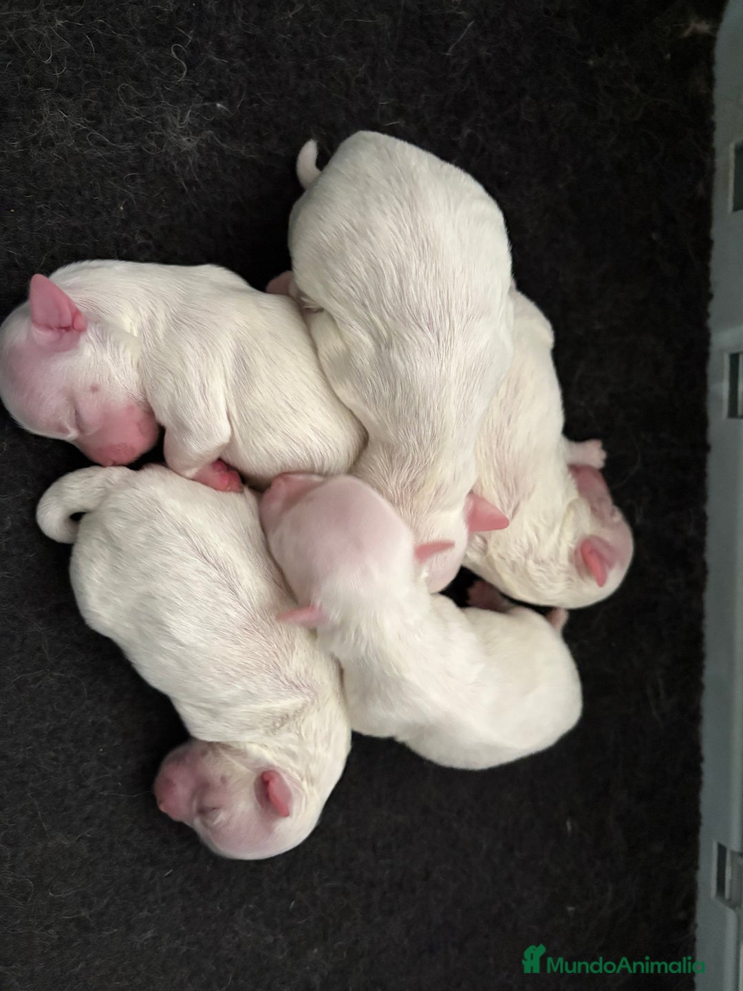 Bichón Maltés perros en venta: Bichon maltés  - Imagen 10