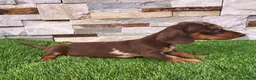 Teckel Miniatura perros en venta: Cachorro de Teckel arlequín chocolate  - Anuncio 3