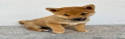 Shiba Inu perros en venta: Shiba Inu - Anuncio 8