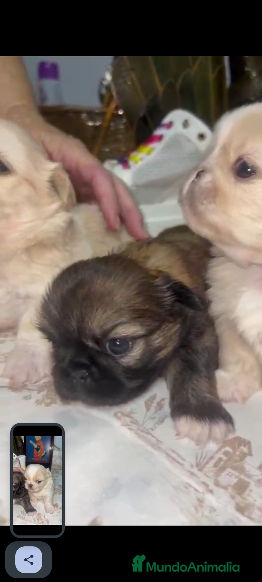 Pekinés perros en venta: Últimos bebitas de pequinezas  - Imagen 2